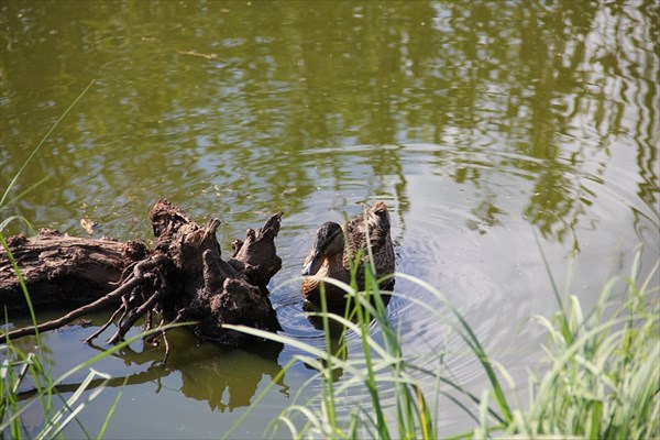059-Утка на Святом озере, 6 августа 2011 года